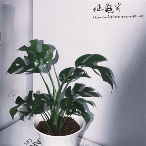 招財室內植物|好照顧又招財！8種室內植物自帶福運、興旺家宅 這1。